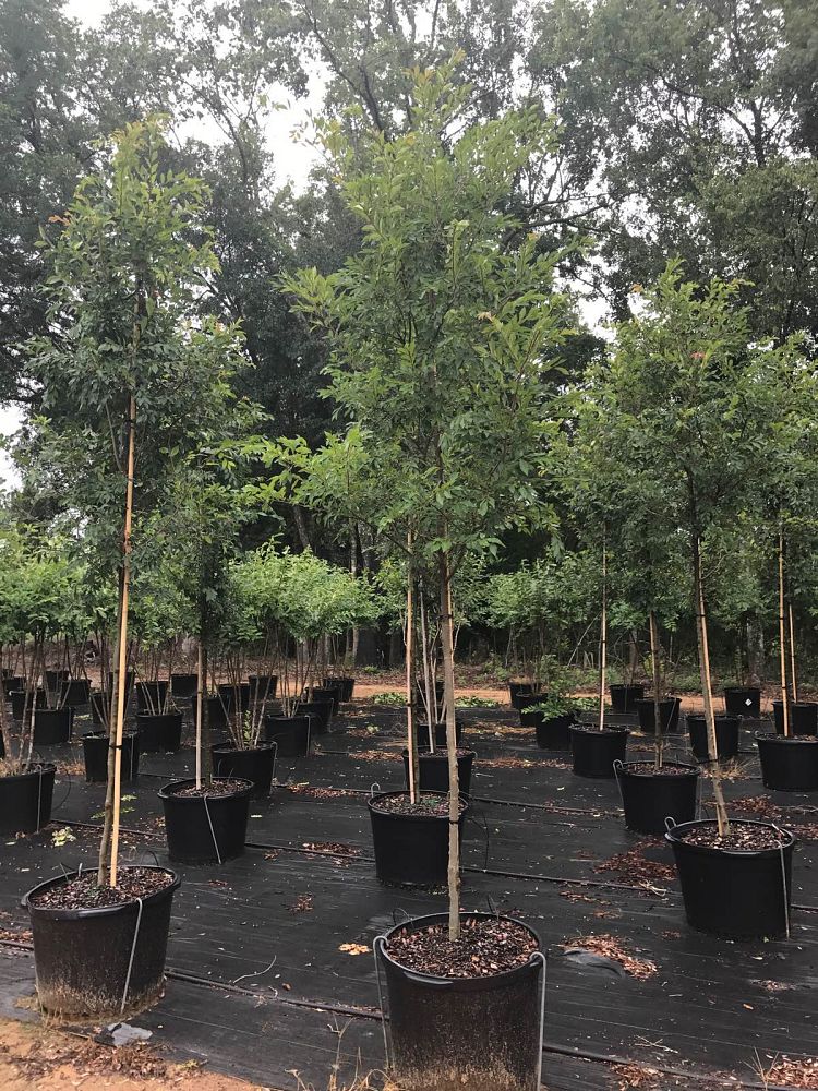 ulmus-parvifolia-drake-chinese-elm-drake-lacebark-elm
