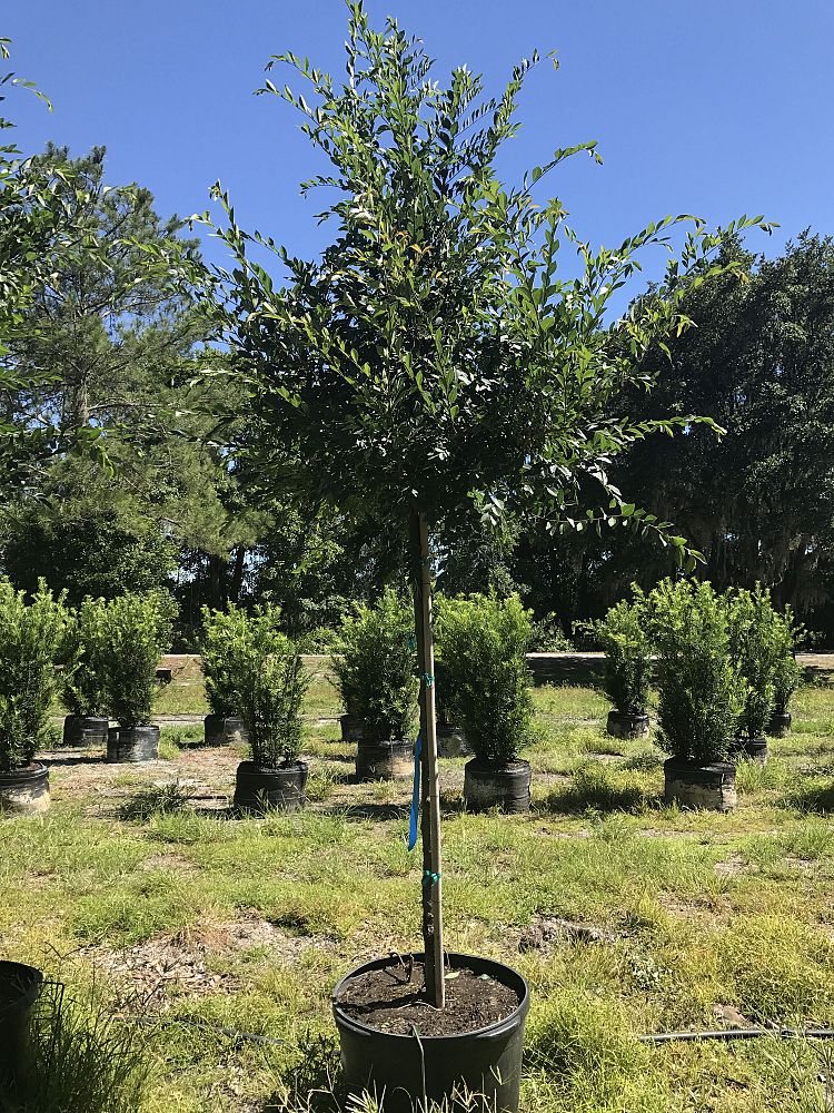 ulmus-parvifolia-drake-chinese-elm-drake-lacebark-elm