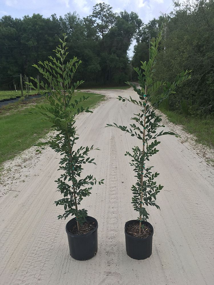 ulmus-parvifolia-drake-chinese-elm-drake-lacebark-elm