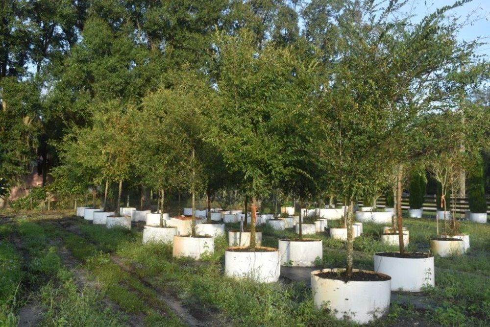 ulmus-parvifolia-drake-chinese-elm-drake-lacebark-elm