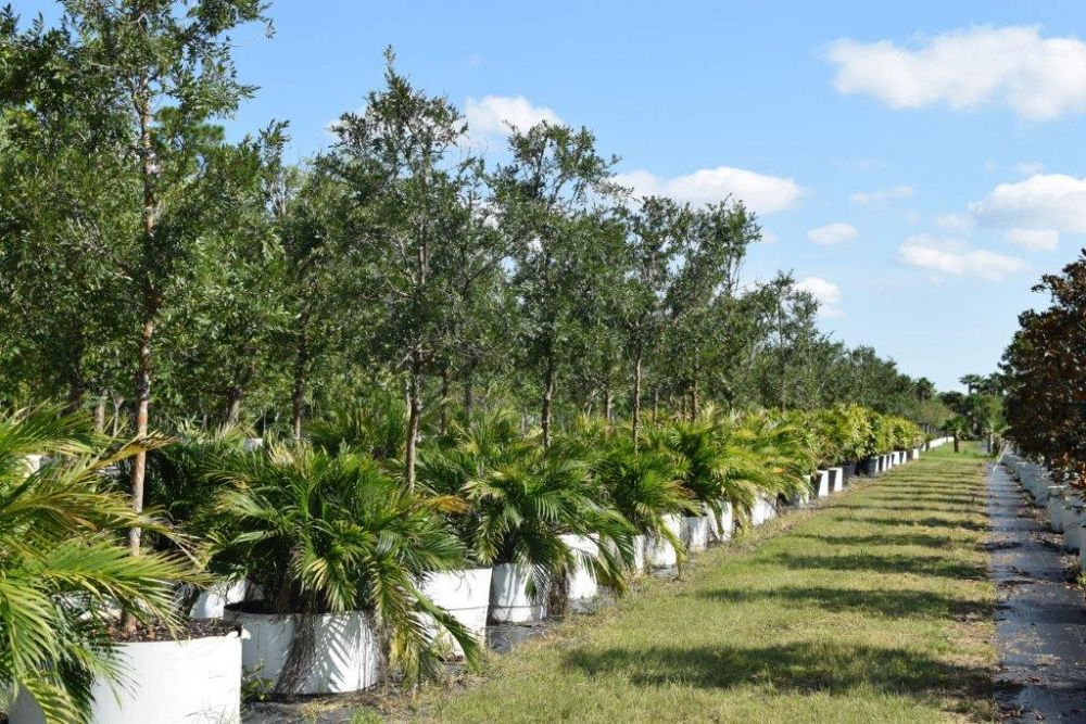 ulmus-parvifolia-drake-chinese-elm-drake-lacebark-elm