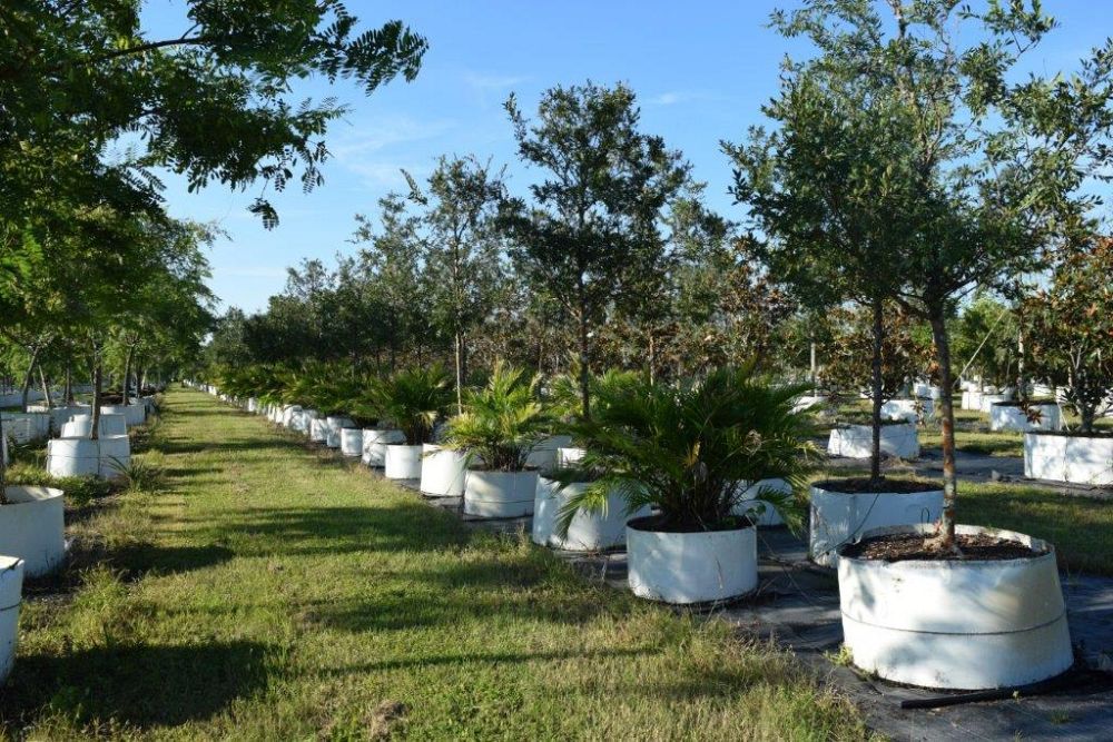 ulmus-parvifolia-drake-chinese-elm-drake-lacebark-elm