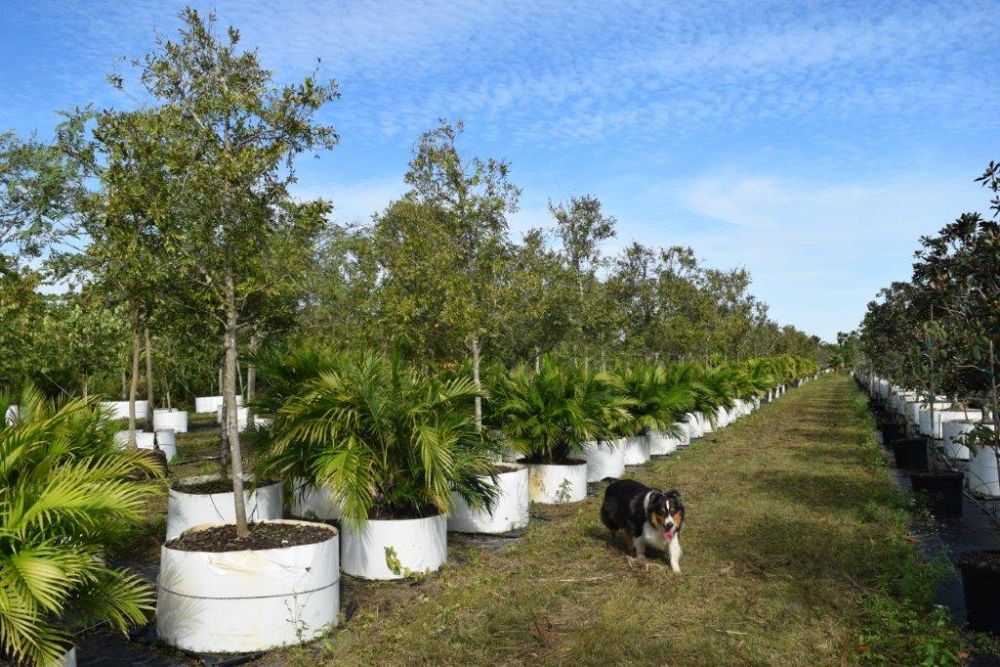 ulmus-parvifolia-drake-chinese-elm-drake-lacebark-elm