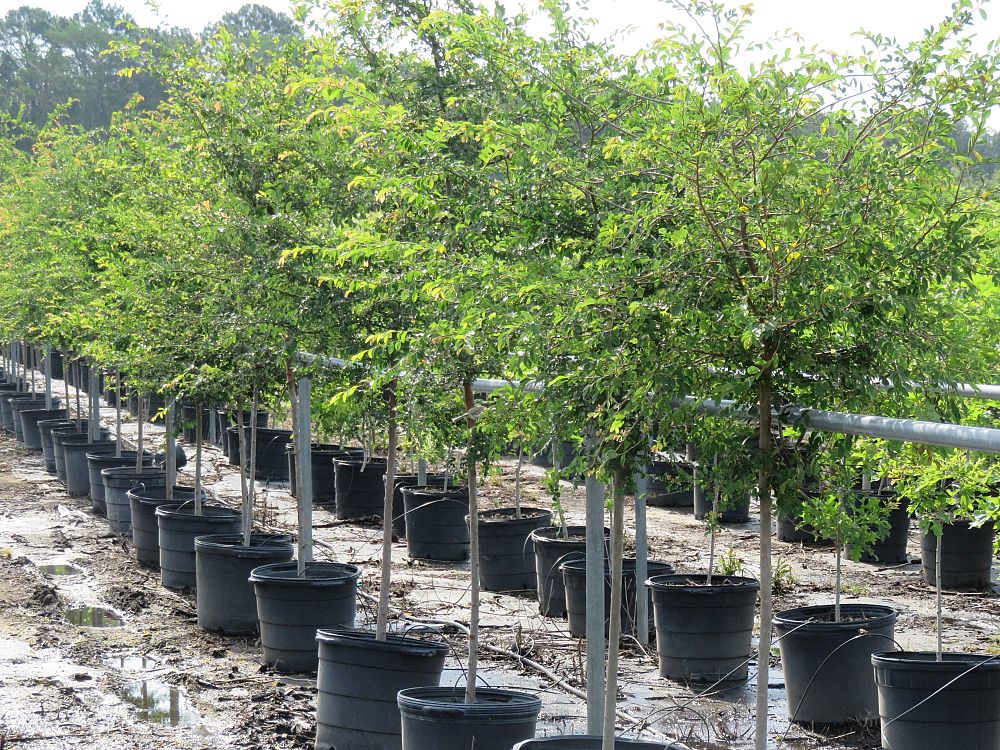 ulmus-parvifolia-drake-chinese-elm-drake-lacebark-elm