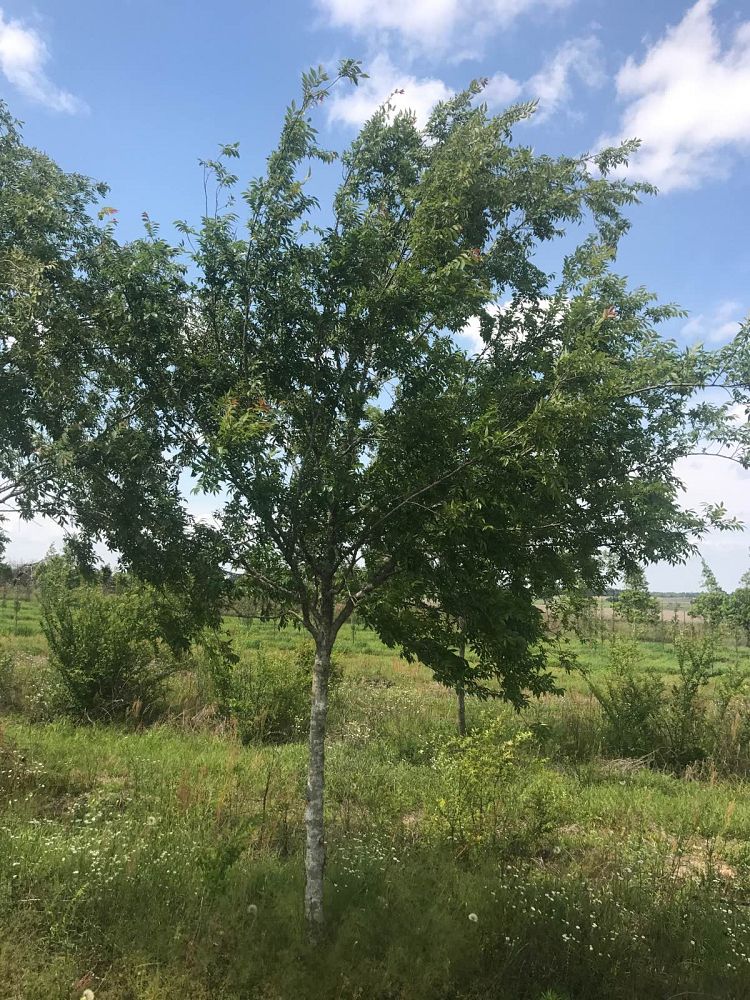 ulmus-parvifolia-drake-chinese-elm-drake-lacebark-elm