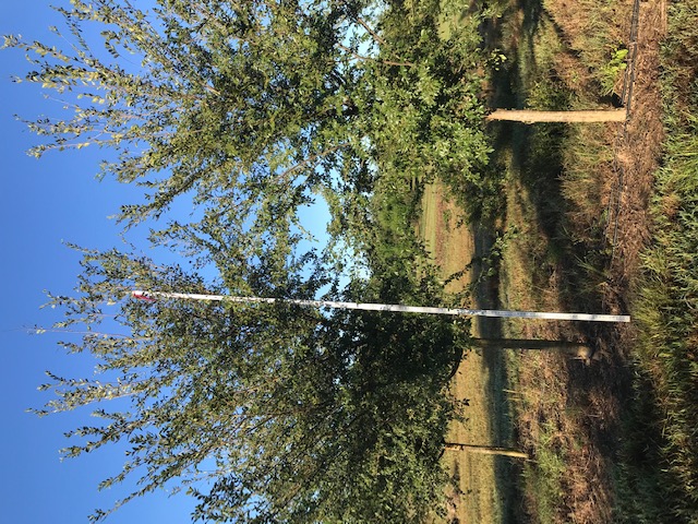 ulmus-parvifolia-drake-chinese-elm-drake-lacebark-elm
