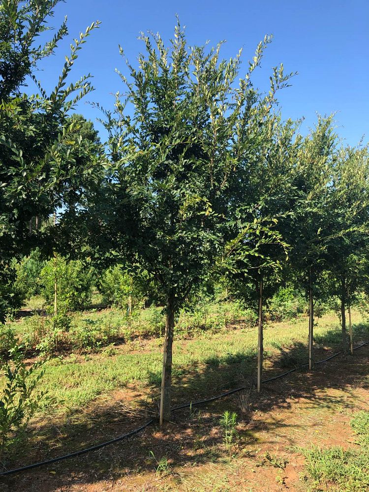 ulmus-parvifolia-drake-chinese-elm-drake-lacebark-elm