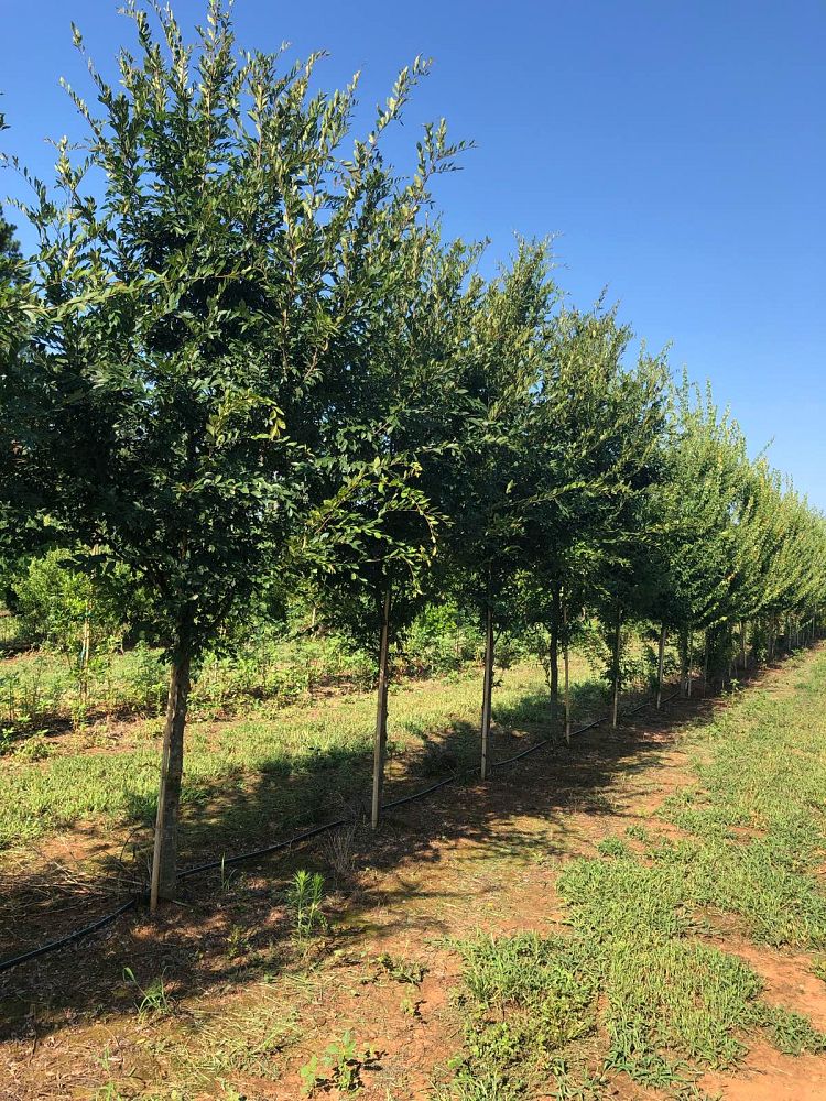 ulmus-parvifolia-drake-chinese-elm-drake-lacebark-elm
