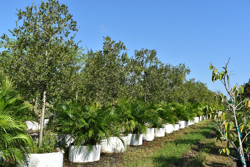 ulmus-parvifolia-drake-chinese-elm-drake-lacebark-elm