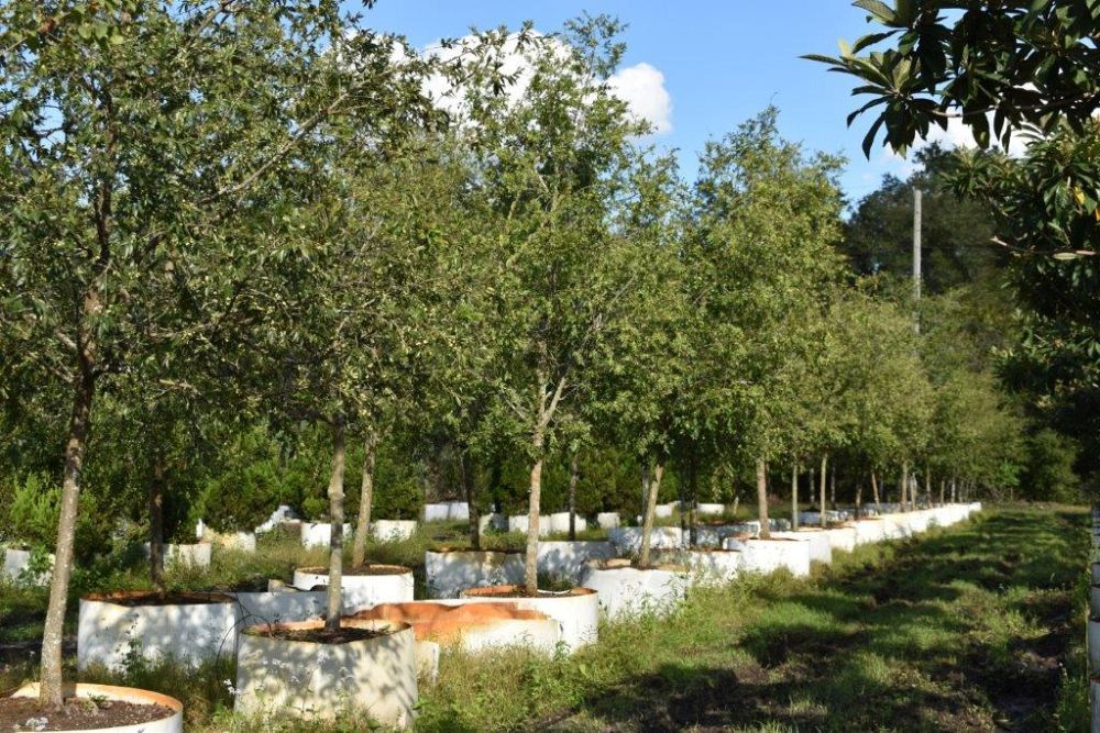 ulmus-parvifolia-drake-chinese-elm-drake-lacebark-elm