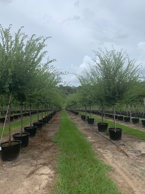 ulmus-parvifolia-drake-chinese-elm-drake-lacebark-elm