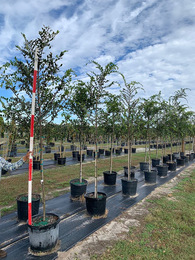 ulmus-parvifolia-drake-chinese-elm-drake-lacebark-elm