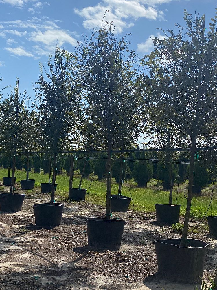 ulmus-parvifolia-drake-chinese-elm-drake-lacebark-elm