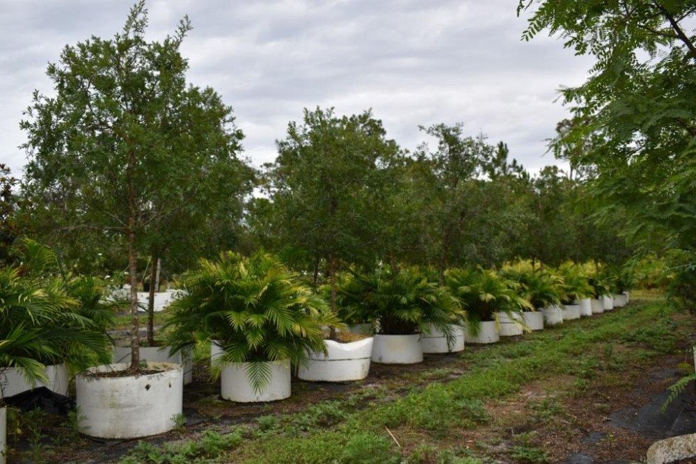 ulmus-parvifolia-drake-chinese-elm-drake-lacebark-elm