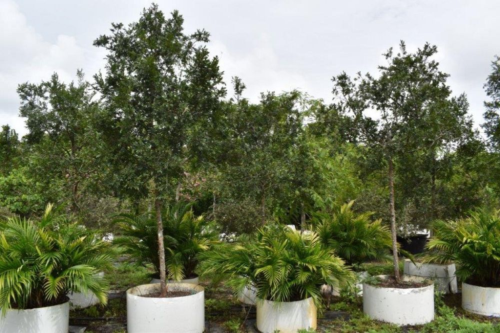 ulmus-parvifolia-drake-chinese-elm-drake-lacebark-elm