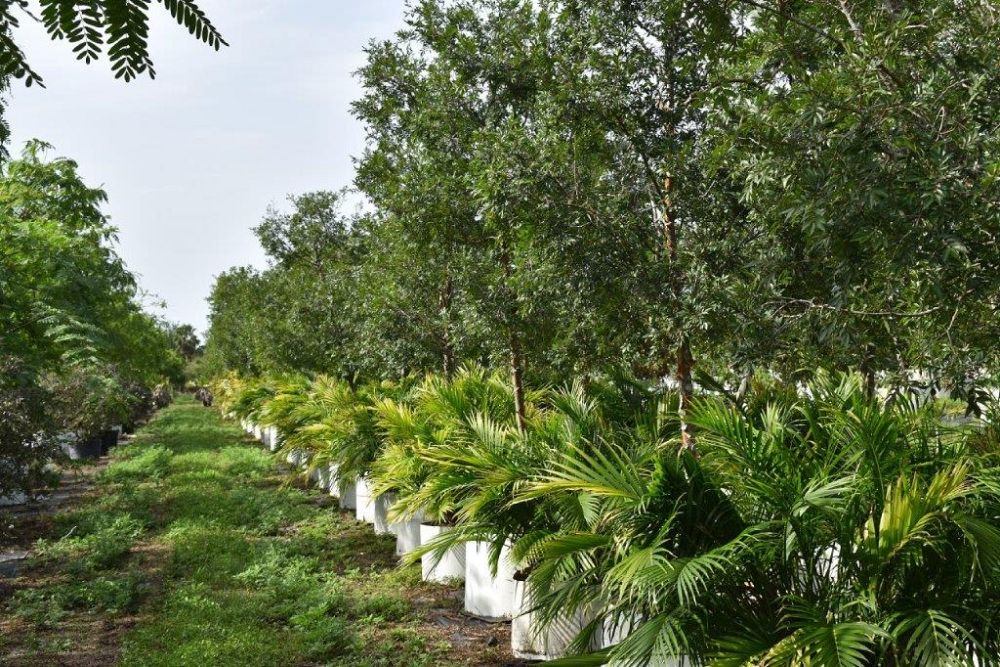 ulmus-parvifolia-drake-chinese-elm-drake-lacebark-elm