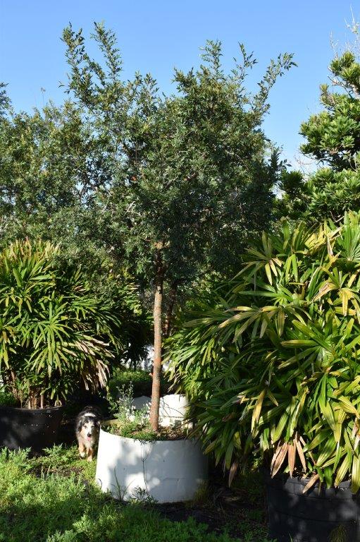 ulmus-parvifolia-drake-chinese-elm-drake-lacebark-elm