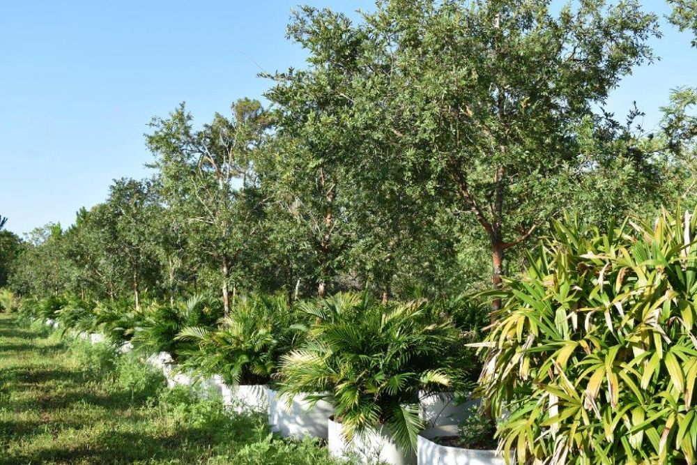 ulmus-parvifolia-drake-chinese-elm-drake-lacebark-elm