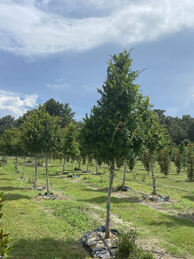 ulmus-parvifolia-drake-chinese-elm-drake-lacebark-elm