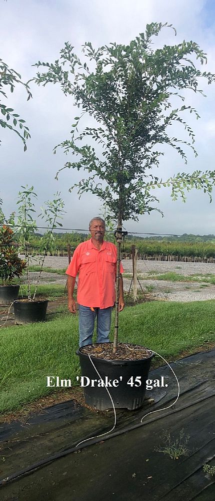 ulmus-parvifolia-drake-chinese-elm-drake-lacebark-elm