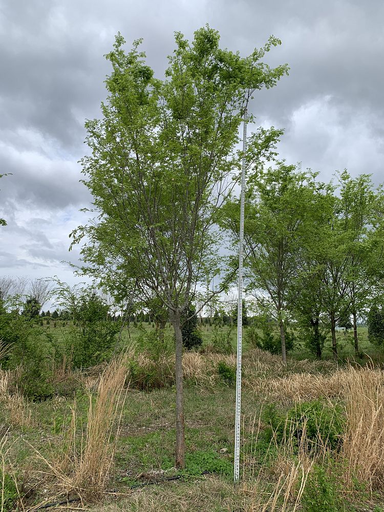 ulmus-parvifolia-drake-chinese-elm-drake-lacebark-elm