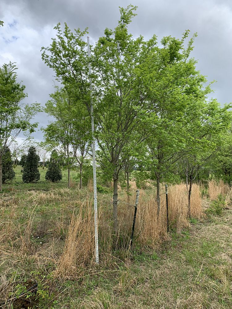 ulmus-parvifolia-drake-chinese-elm-drake-lacebark-elm