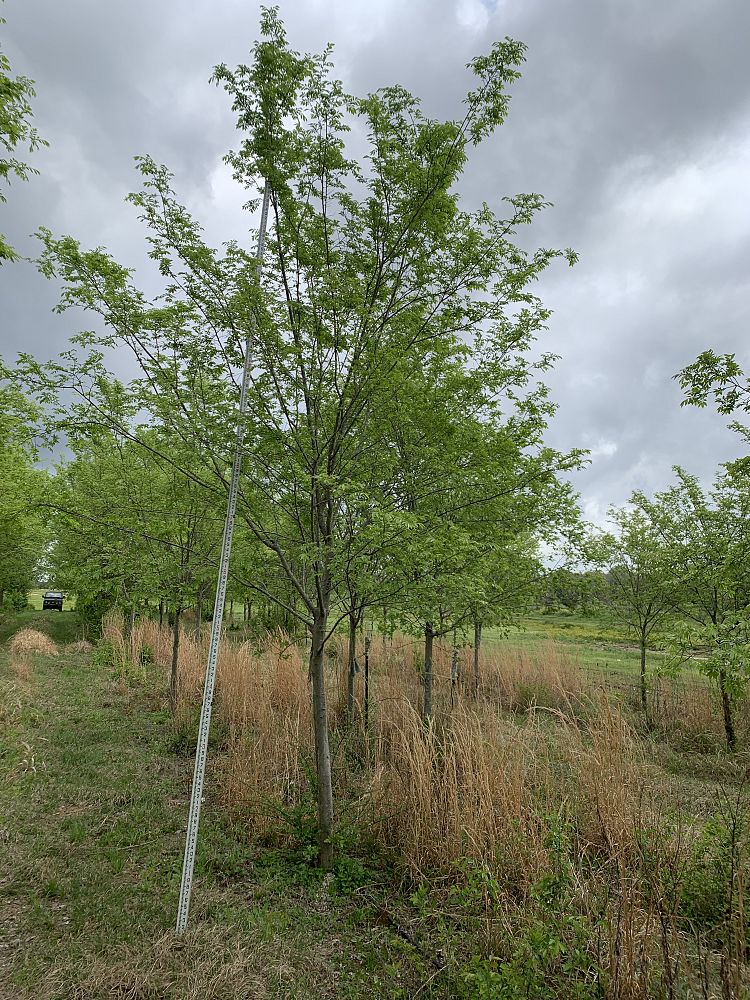 ulmus-parvifolia-drake-chinese-elm-drake-lacebark-elm