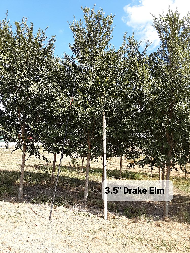 ulmus-parvifolia-drake-chinese-elm-drake-lacebark-elm
