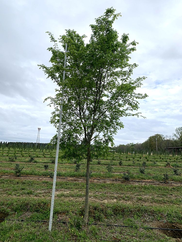 ulmus-parvifolia-drake-chinese-elm-drake-lacebark-elm