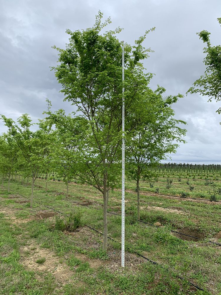 ulmus-parvifolia-drake-chinese-elm-drake-lacebark-elm