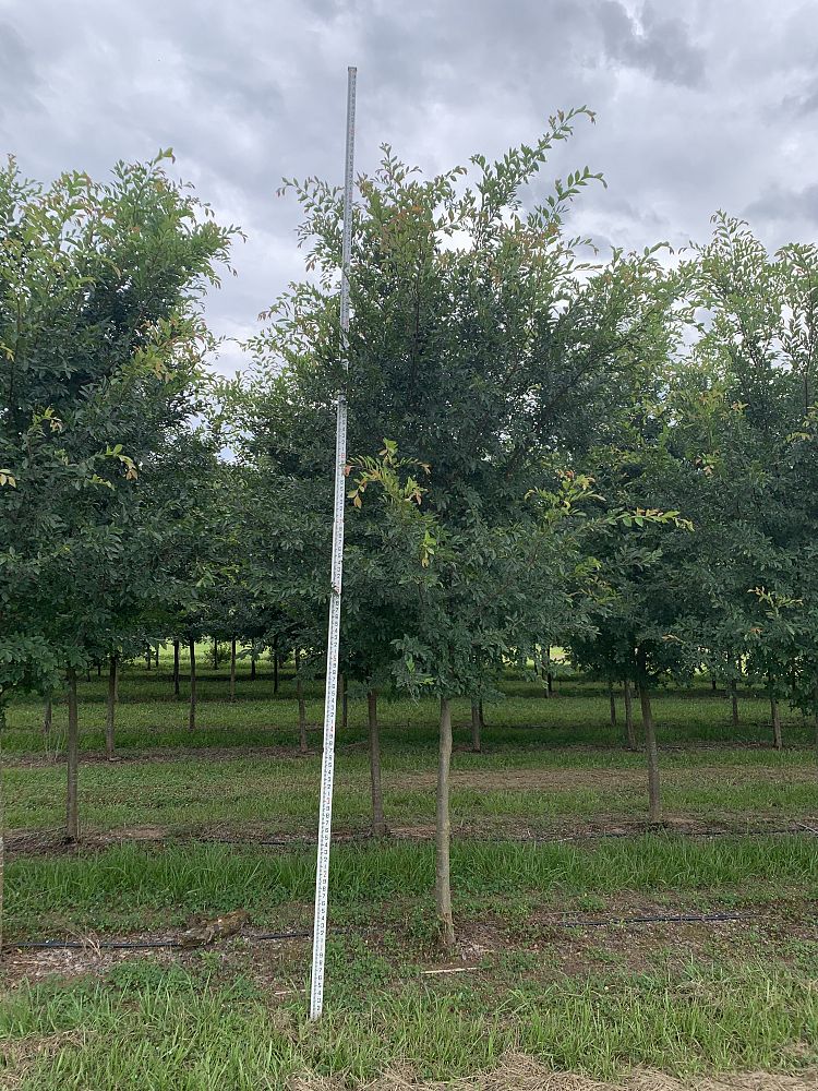 ulmus-parvifolia-drake-chinese-elm-drake-lacebark-elm