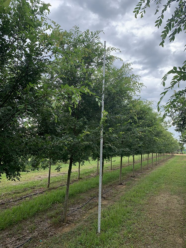 ulmus-parvifolia-drake-chinese-elm-drake-lacebark-elm