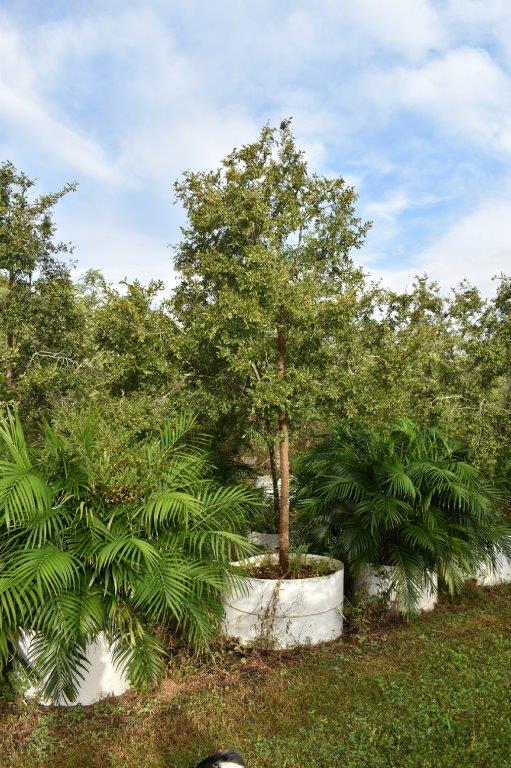 ulmus-parvifolia-drake-chinese-elm-drake-lacebark-elm