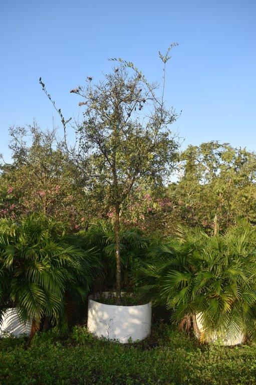 ulmus-parvifolia-drake-chinese-elm-drake-lacebark-elm