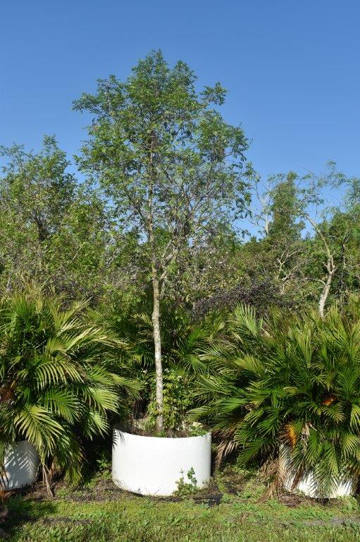 ulmus-parvifolia-drake-chinese-elm-drake-lacebark-elm