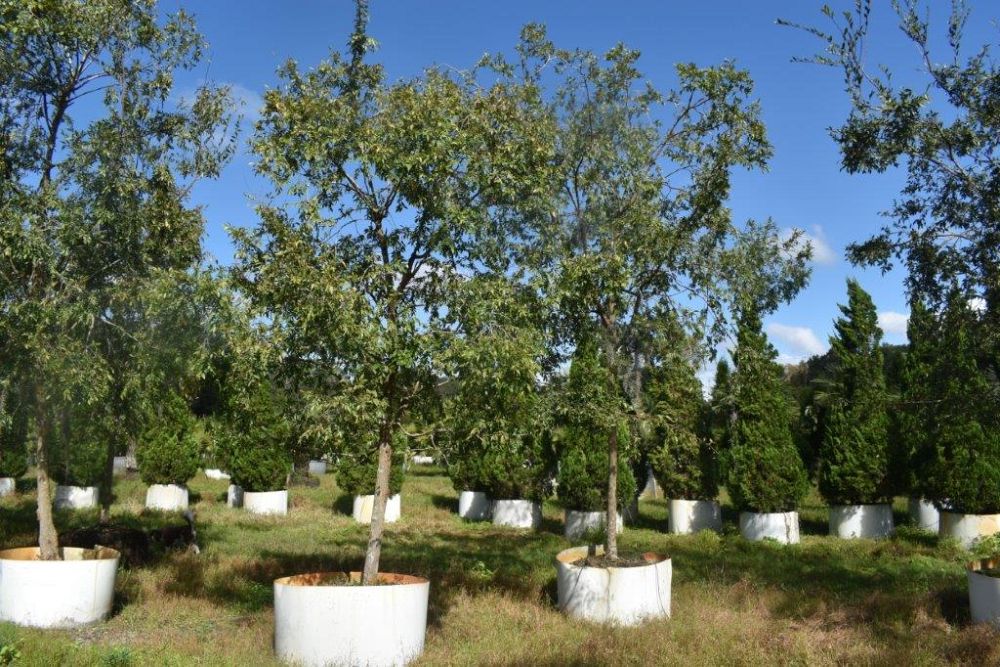 ulmus-parvifolia-drake-chinese-elm-drake-lacebark-elm