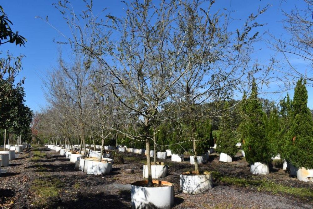 ulmus-parvifolia-drake-chinese-elm-drake-lacebark-elm
