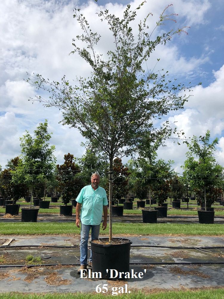 ulmus-parvifolia-drake-chinese-elm-drake-lacebark-elm