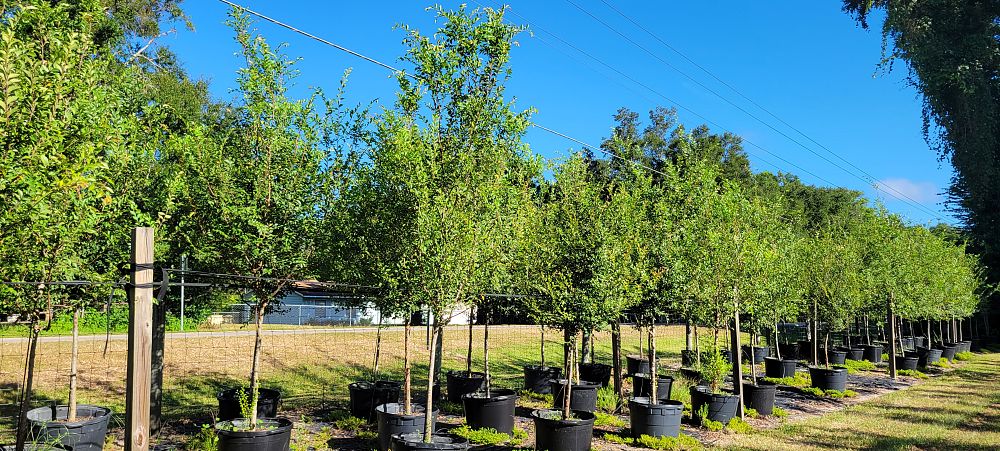 ulmus-parvifolia-drake-chinese-elm-drake-lacebark-elm