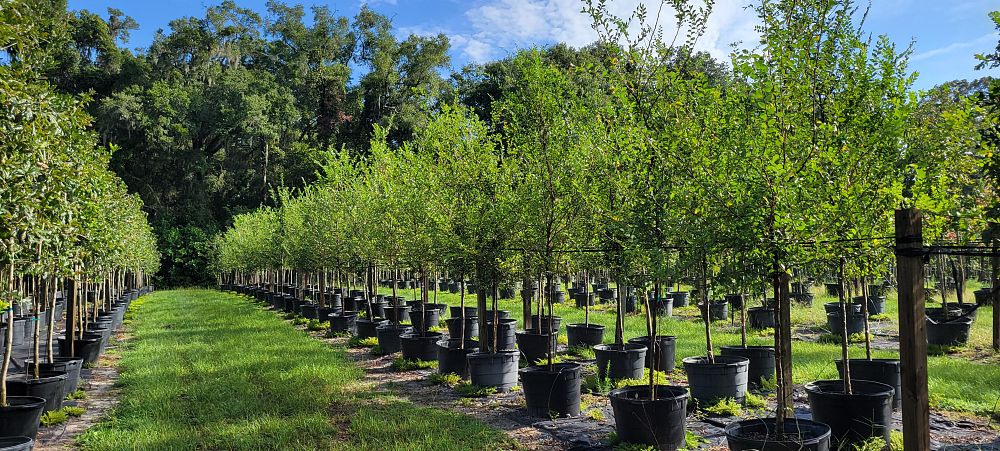 ulmus-parvifolia-drake-chinese-elm-drake-lacebark-elm
