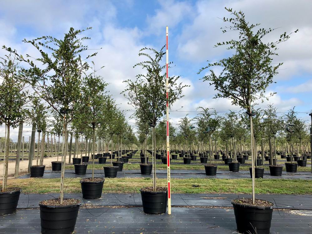 ulmus-parvifolia-drake-chinese-elm-drake-lacebark-elm