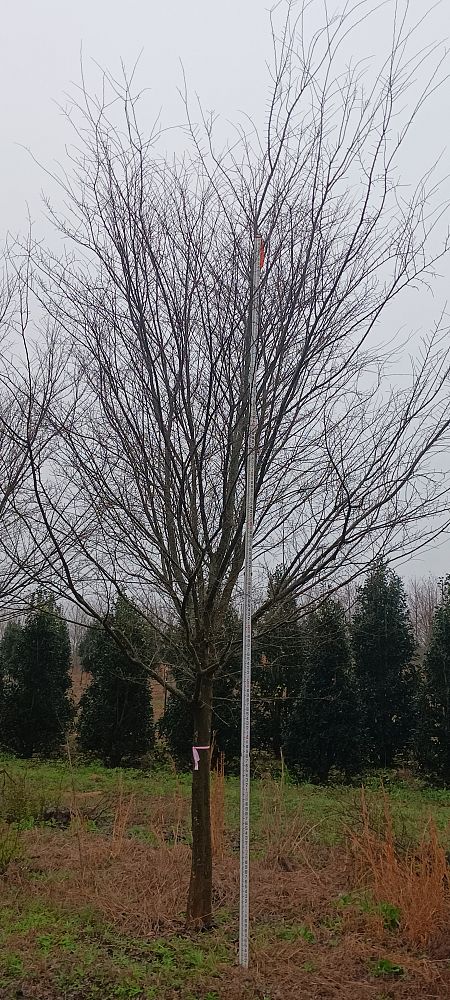 ulmus-parvifolia-drake-chinese-elm-drake-lacebark-elm