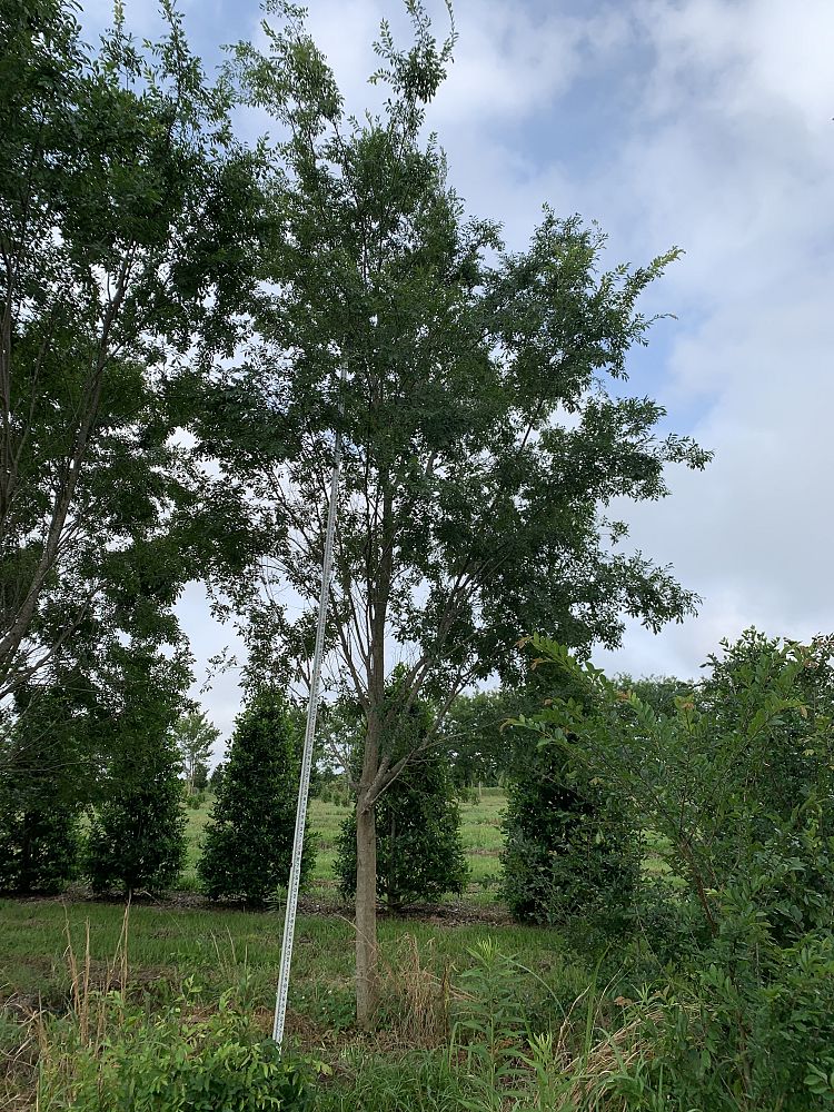 ulmus-parvifolia-drake-chinese-elm-drake-lacebark-elm