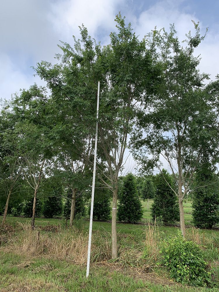 ulmus-parvifolia-drake-chinese-elm-drake-lacebark-elm