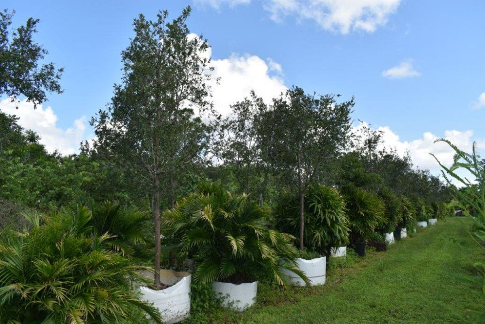 ulmus-parvifolia-drake-chinese-elm-drake-lacebark-elm