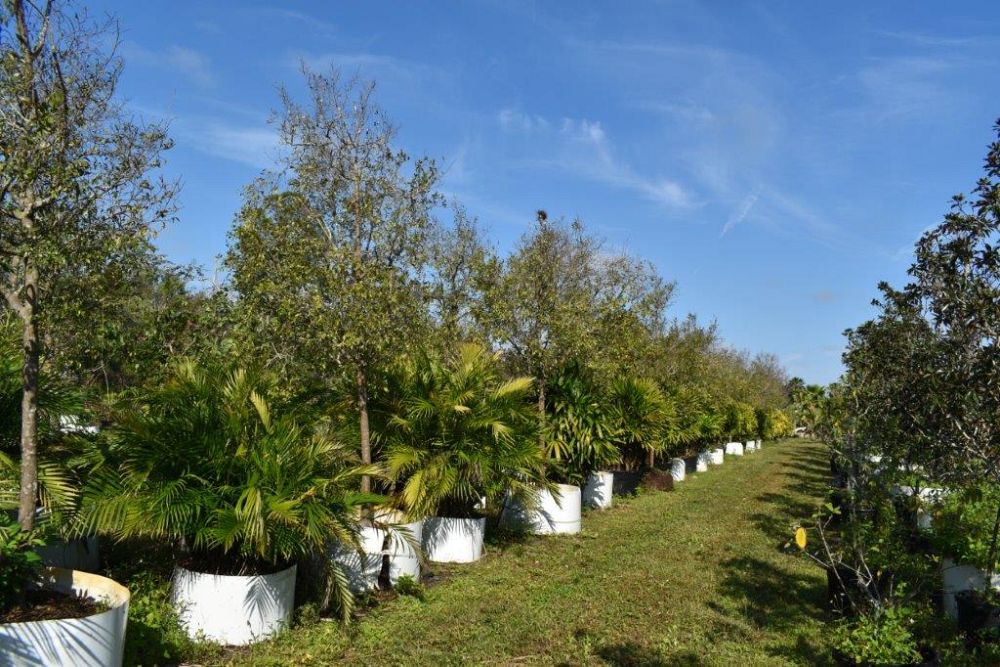 ulmus-parvifolia-drake-chinese-elm-drake-lacebark-elm