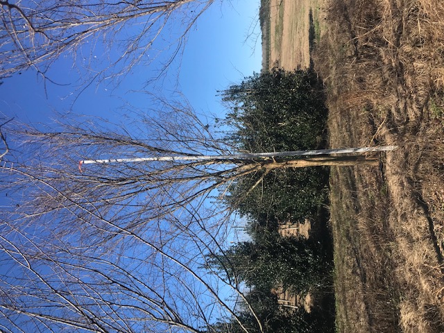 ulmus-parvifolia-drake-chinese-elm-drake-lacebark-elm