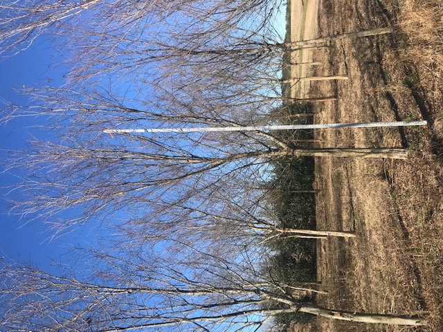 ulmus-parvifolia-drake-chinese-elm-drake-lacebark-elm