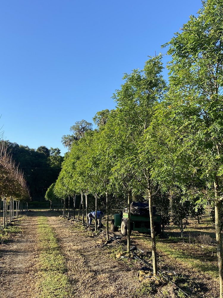 ulmus-parvifolia-drake-chinese-elm-drake-lacebark-elm