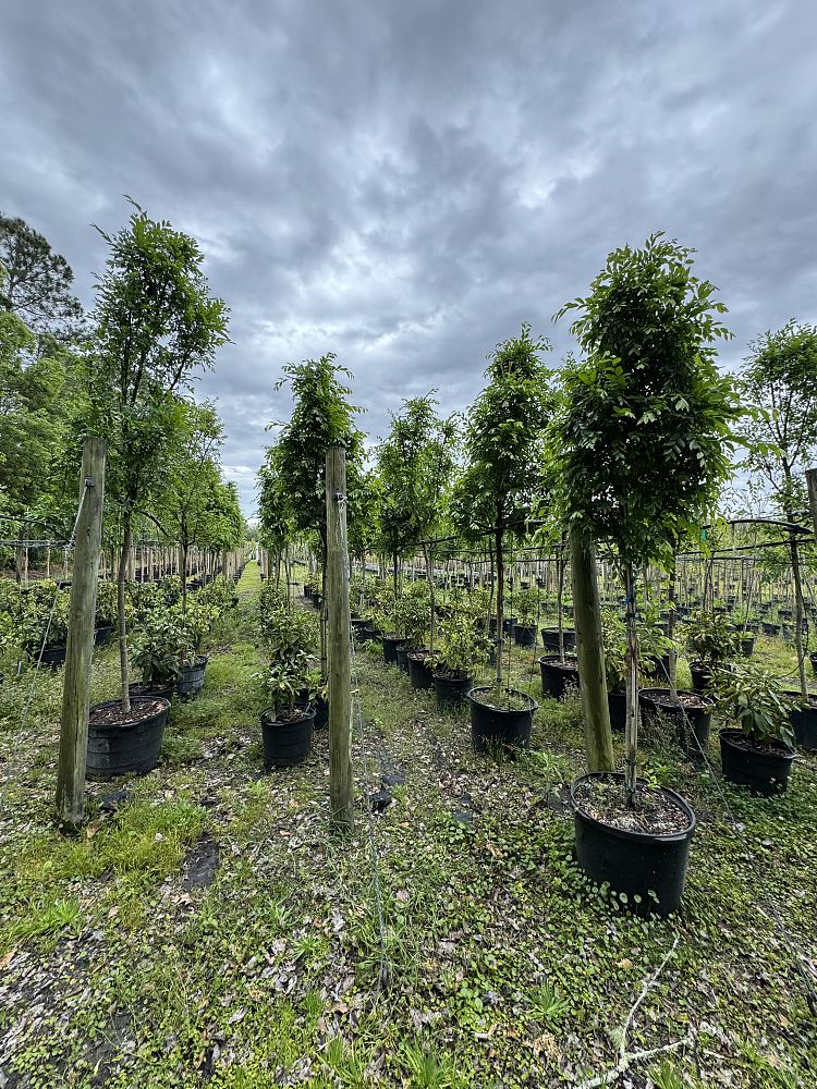 ulmus-parvifolia-drake-chinese-elm-drake-lacebark-elm